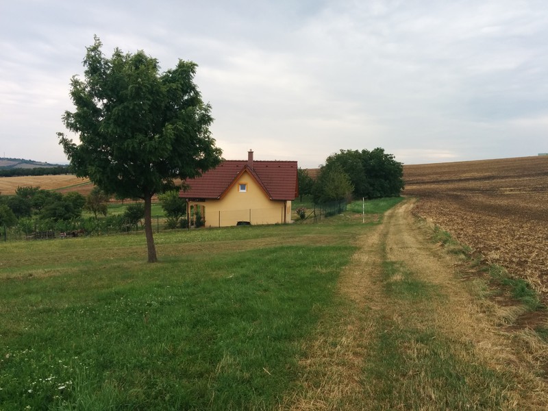Strom oskeruše nad Dražůvkama (2017)