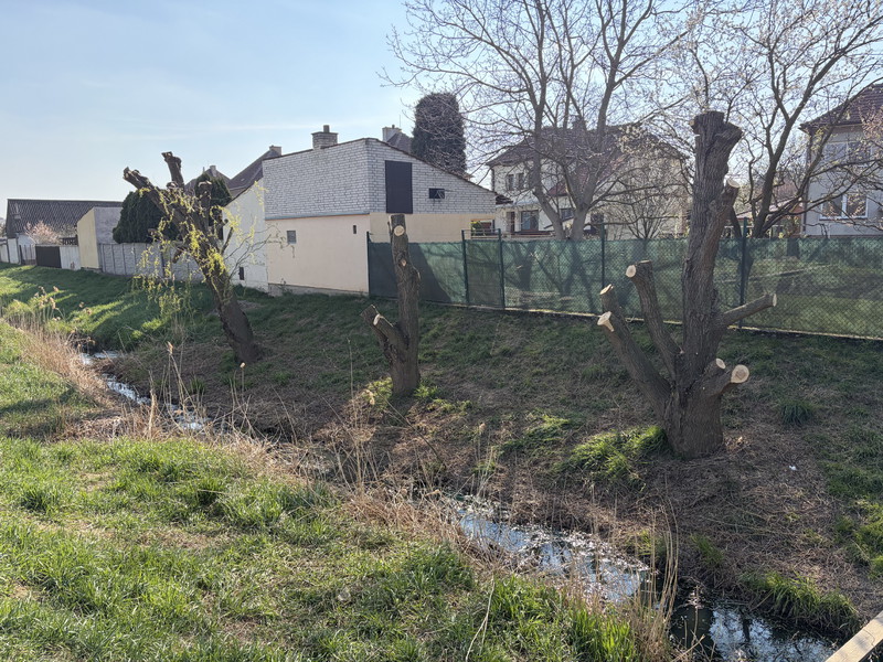 Vrby u potoka (2026)