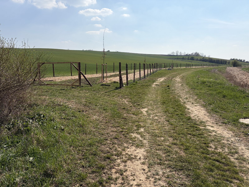 Nová výsadba na bzeneckém katastru poblíž našeho vrtu (2026)