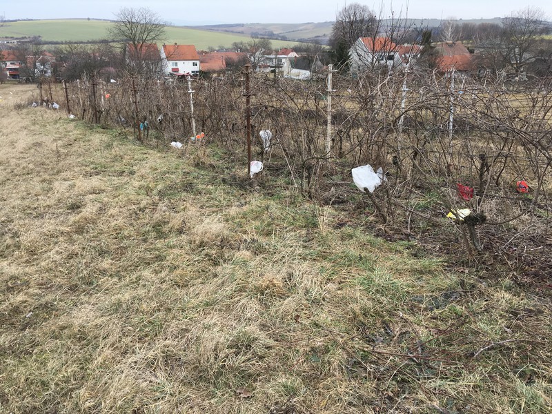 Sáčky rozfoukané ze skládky (2019)