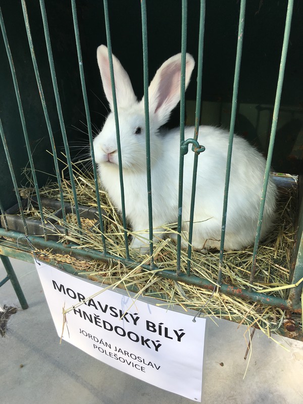 Výstava ovoce, zeleniny, zvířat a ptactva (2019)