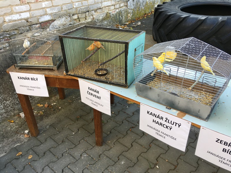 Výstava ovoce, zeleniny, zvířat a ptactva (2019)