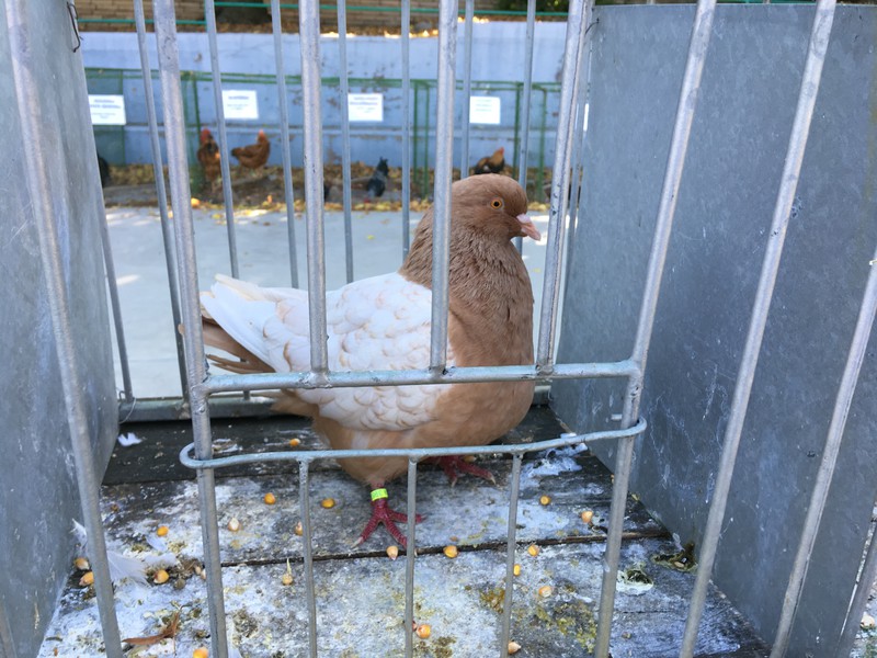 Výstava ovoce, zeleniny, zvířat a ptactva (2019)