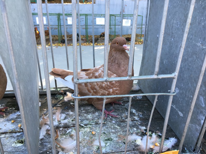 Výstava ovoce, zeleniny, zvířat a ptactva (2019)