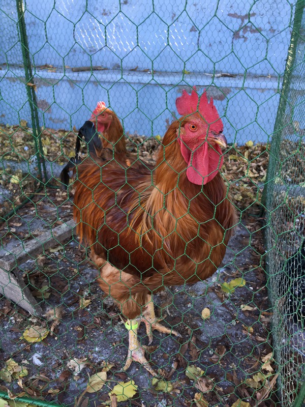 Výstava ovoce, zeleniny, zvířat a ptactva (2019)