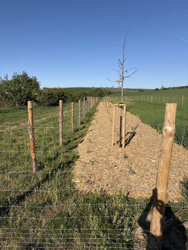 Nová výsadba stromů a keřů ku Bzenci (2026)