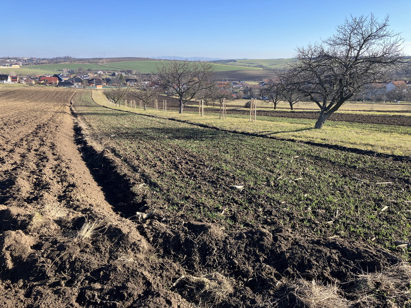 Sady nad Dražůvkama (2025)