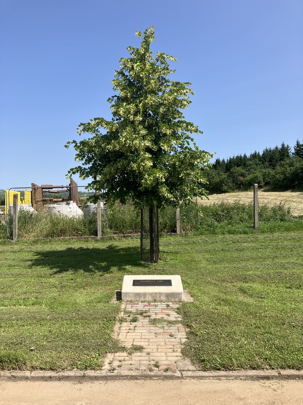 Pamětní lípa na hřišti (2025)