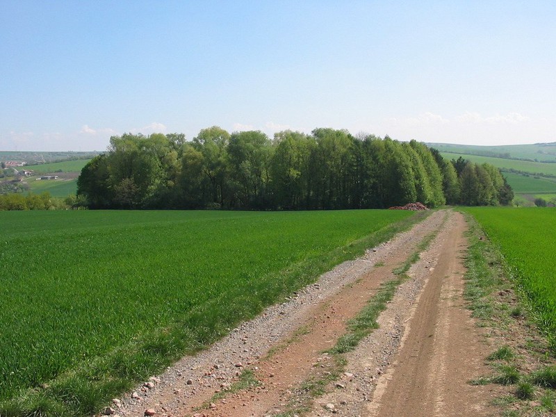 Těmický lesík (2009)