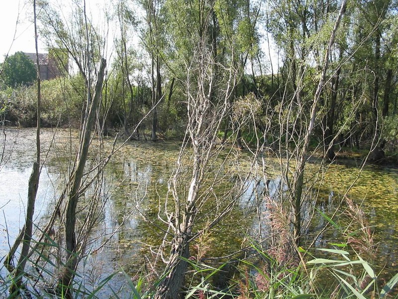 Vodní plocha za mlýnem (2009)