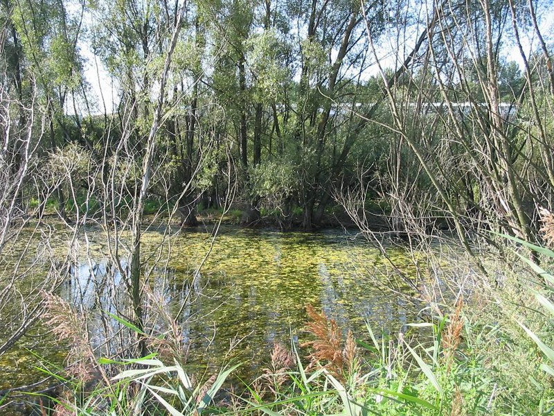 Vodní plocha za mlýnem (2009)