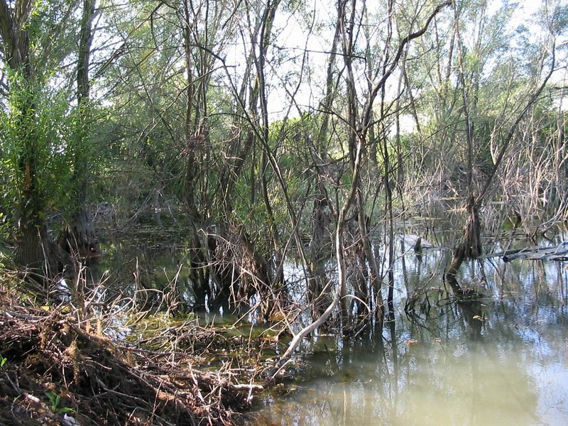 Vodní plocha za mlýnem (2009)