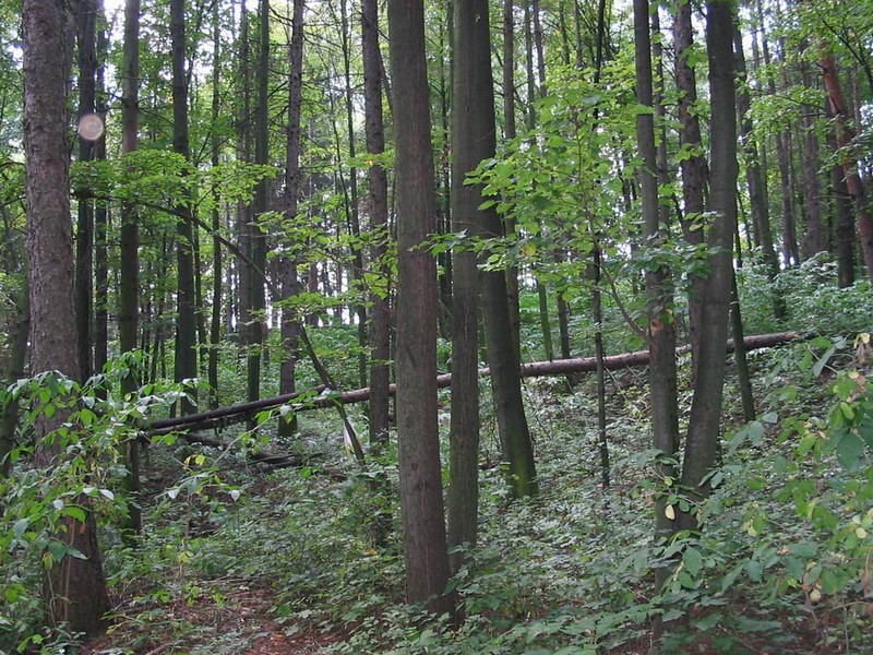 Těmický lesík (2009)