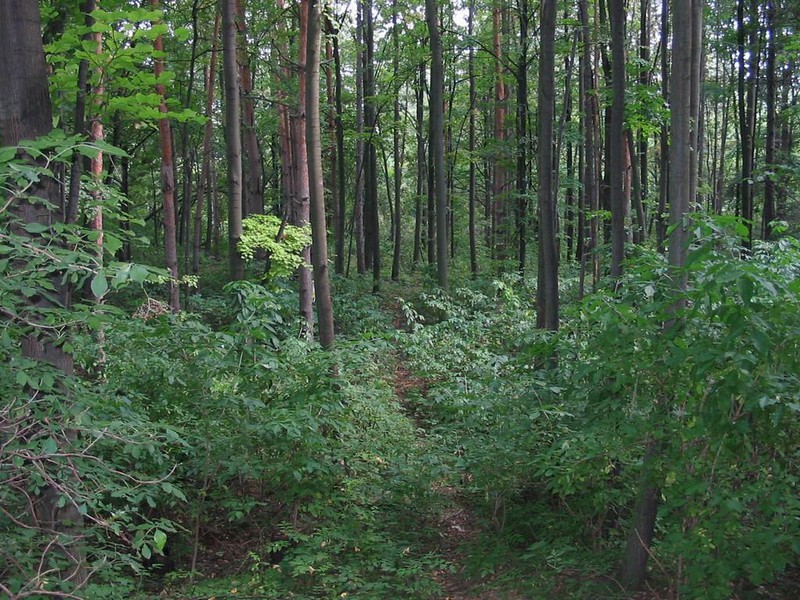 Těmický lesík (2009)