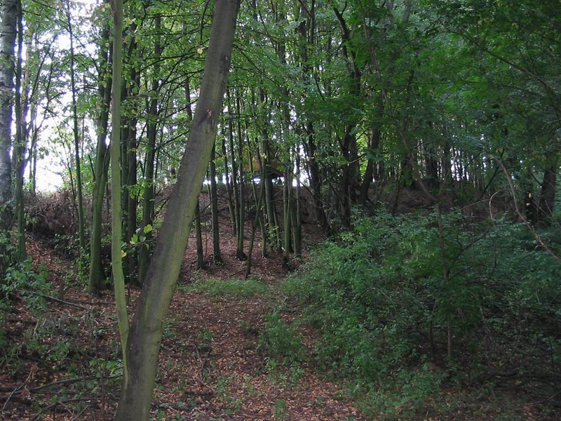 Těmický lesík (2009)
