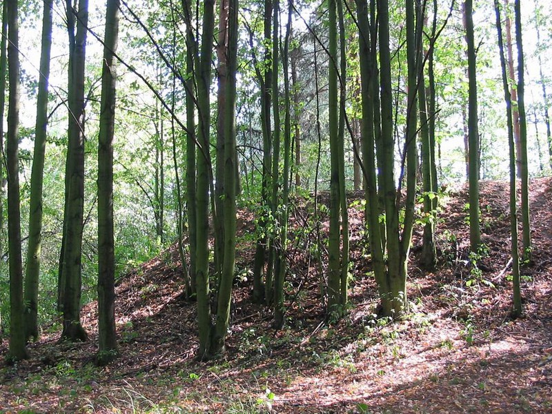 Těmický lesík (2009)