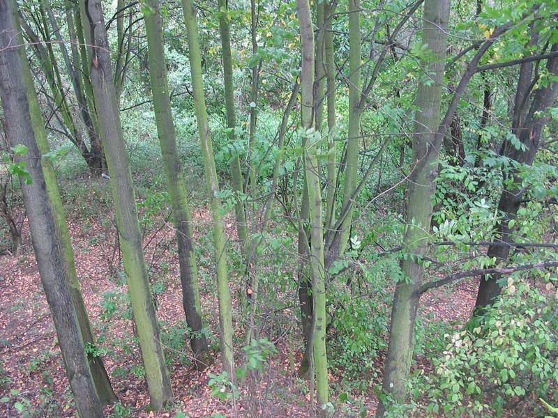 Těmický lesík (2009)