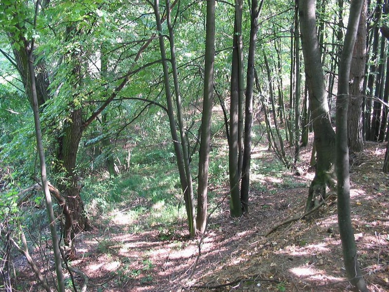 Těmický lesík (2009)