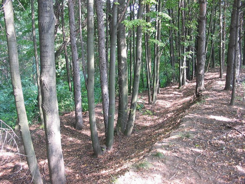 Těmický lesík (2009)