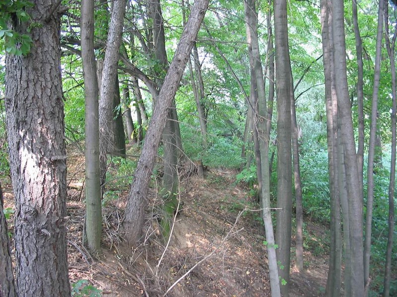 Těmický lesík (2009)