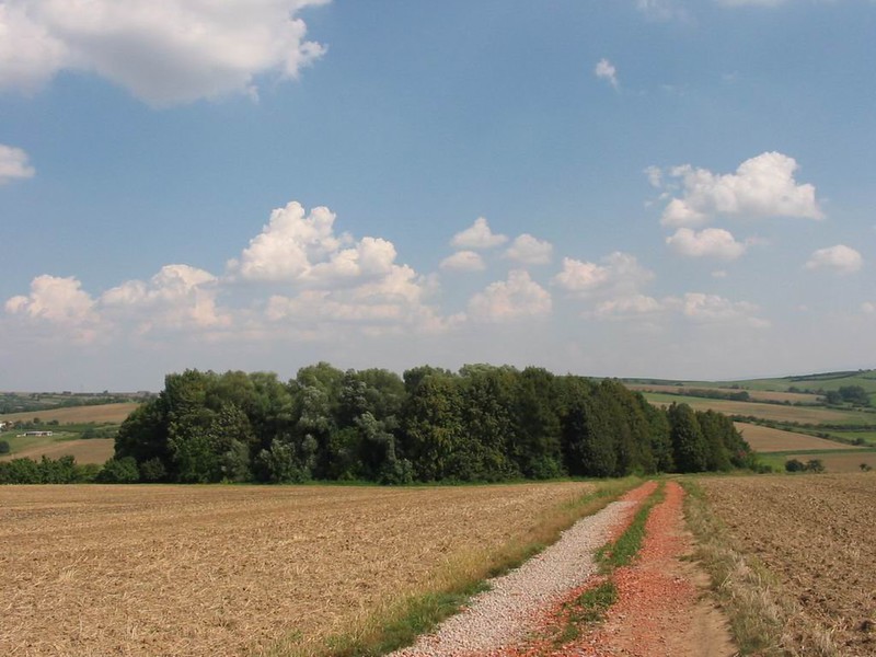 Těmický lesík (2009)
