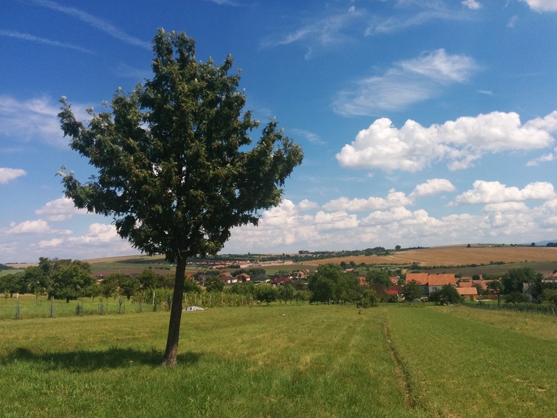Strom oskeruše nad Dražůvkama (2016)