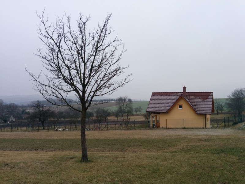 Strom oskeruše nad Dražůvkama (2016)